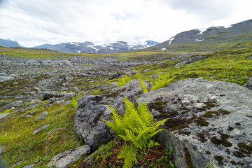 Beautiful green ferns growing in the Sarek National Park wilderness in Sweden. Summer landscape of Northern Europe with native plants.