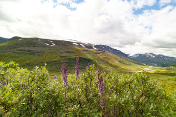 Beautiful flowers blooming in the Sarek National Park, Sweden. Bright scenery of Northern Europe wilderness during summer.