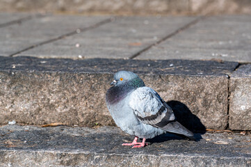Closeup of dove in Orebro city center Sweden