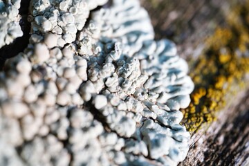 Macro photo of white lichen on the wood bark of a tree