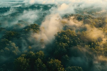 Aerial view of misty forest, ideal for nature themes