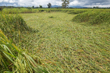 The rice fell due to the storm. Rice fell in the field. Rice Harvest Field Damage Disaster.