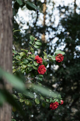 Close-up of red camellias blooming in spring, photographed in Shanghai, China