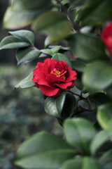 Close-up of red camellias blooming in spring, photographed in Shanghai, China