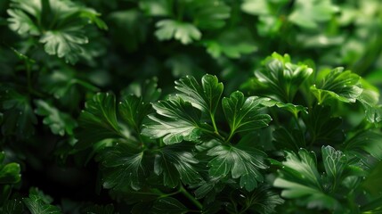 Detailed view of green leaves, suitable for nature concepts