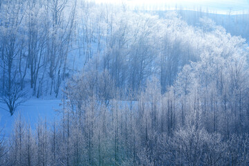 【北海道美瑛町の厳冬期の絶景】美しい霧氷の木々　2月