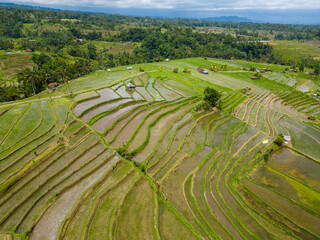 View of a rice field 