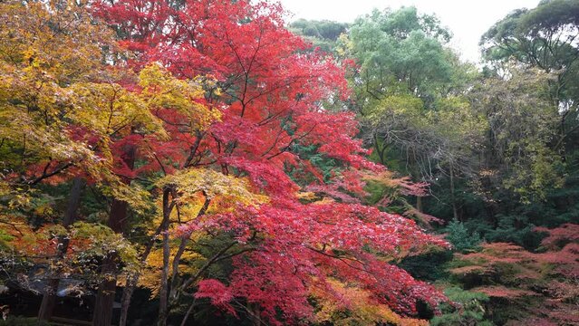 京都　南禅寺の塔頭寺院　南禅院の紅葉