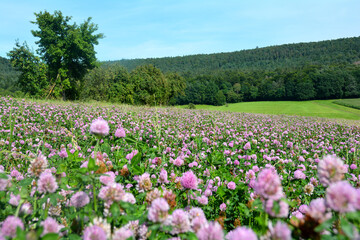 Obraz na płótnie Canvas Red clover field in green nature at the edge of the forest