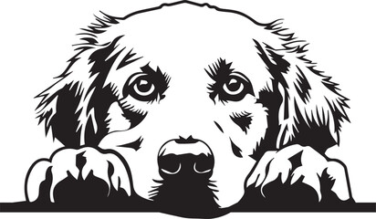 peeking golden retriever dog