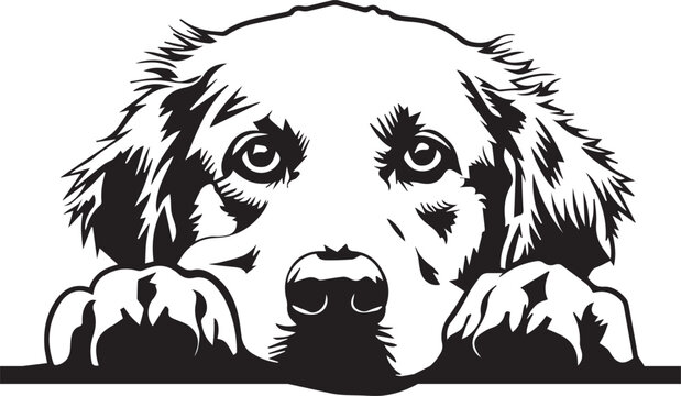 peeking golden retriever dog