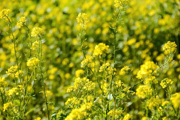 Yellow flowers from a mustard plant