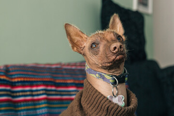 Portrait of a Peruvian hairless Dog Viringo