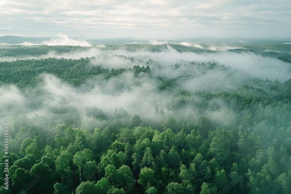 Poster Aerial view of a forest with fog in the air. Suitable for nature and landscape concepts