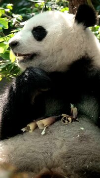 Chinese tourist attraction - giant panda bear eating bamboo. Chengdu, Sichuan, China