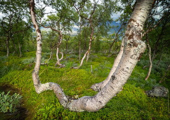 Beautiful landscape of crooked birch trees growing in the Sarek National Park, Sweden. Mountain scenery with trees in Northern Europe wilderness.