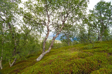 Beautiful landscape of crooked birch trees growing in the Sarek National Park, Sweden. Mountain scenery with trees in Northern Europe wilderness.