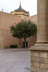 Alleinstehender Baum in der Stadt Córdoba Andalusien Spanien