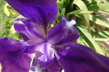 Iris