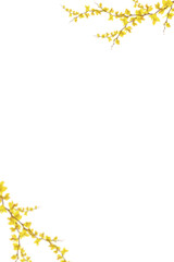 Floral Branch isolated on transparent background. Orchid, apple,  wisteria,  sakura, magnolia,  cherry mimosa. Flower png of isolated cutout. Frame  postcard invitation