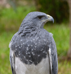 Black-chested buzzard-eagle