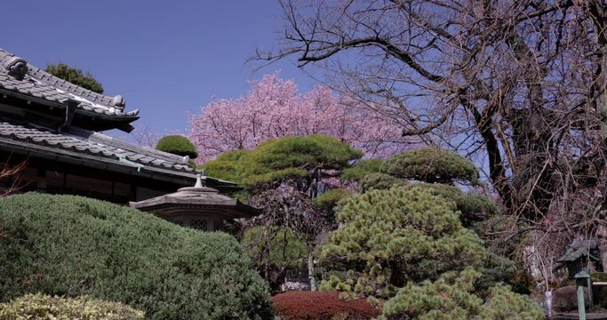 背の高い桜の木があるお寺の風景。