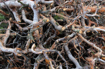 Pattern of twisted tree branches after wood cutting stock photo for backgrounds 

