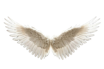Angel wings originating from an ethereal being, suspended in space, high-quality stock photos, isolated against an immaculate white backdrop, strong contrast, ultra clear, thick feather detail