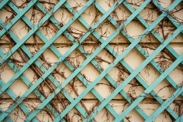 rhomboid green wooden wall trellis under climbing plants  - obrazy, fototapety, plakaty