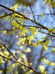 Blooming yellow forsythia plant against blue sky as an Easter springtime background. 