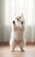 a cute fluffy dog is standing on its hind legs