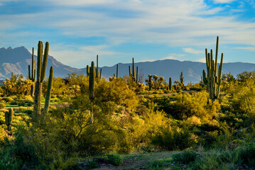 Saguaro Field