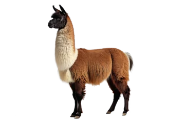 Fotobehang Llama, full body, standing upright, exquisite fine texture of its wool coat visible, ears perked up in alertness, isolated against a stark white backdrop, professionally lit © ramses