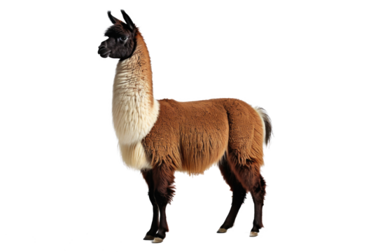Llama, full body, standing upright, exquisite fine texture of its wool coat visible, ears perked up in alertness, isolated against a stark white backdrop, professionally lit