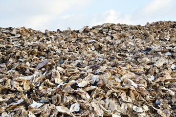 牡蠣の貝殻（宮城県）
