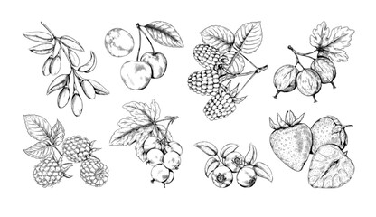 Vintage berry. Fruit branch sketch style drawing, nature goji plant, blackberry and raspberry, hand drawn strawberry and cherry. Agriculture realistic leaf for jam. Vector decoration set