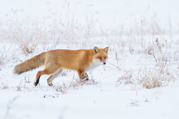 雪原を歩くキタキツネ　冬の北海道観光　可愛い野生動物