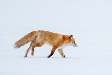 雪原を歩くキタキツネ　冬の北海道観光　可愛い野生動物