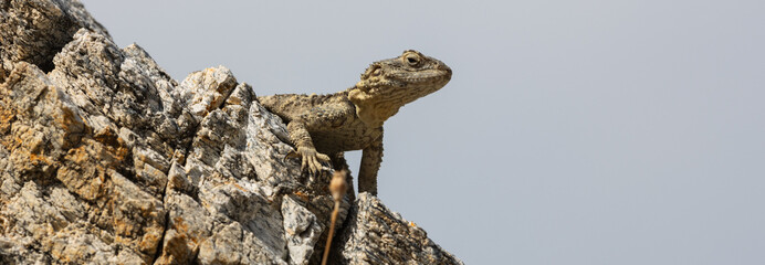  agama lizard in rocky habitat.
