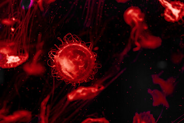 Red jellyfish © Dmitry