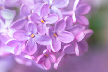 Naklejka na ściany i meble Large flowers of fresh spring lilac lilac
