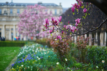 Pink magnolia tree flowers on a spring rainy day in Paris, France. © Ekaterina Pokrovsky