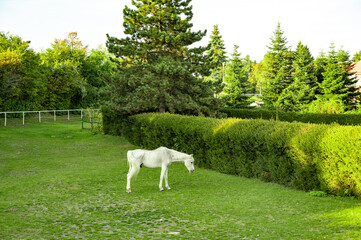Fototapeta premium White old horse on a green lawn. Pet, faithful friend.