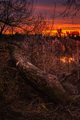 vertical swamp evening landscape. a large coastal bare tree grows lying among dense reeds under the sunset sky
