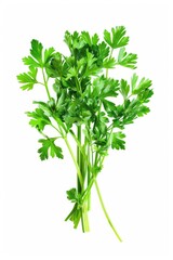 A bunch of parsley on a clean white surface. Perfect for culinary designs