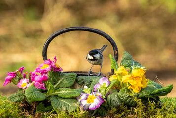 Coal tit bird perched on an old antique teapot with colourful primroses in the spring