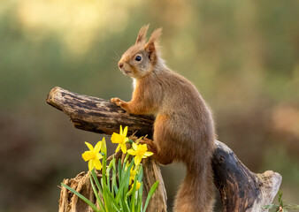 Naklejka na ściany i meble Cute little scottish red squirrel in spring amongst yellow daffodils