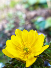 フクジュソウのアップ