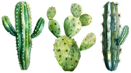 Glasbilder Kaktus Various cactus plants on a plain white background, suitable for botanical designs