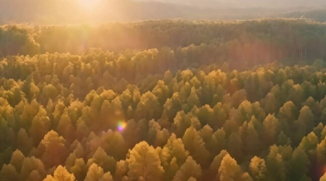 top view of forest. daytime sunset light